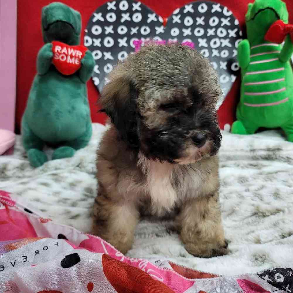 Female Bichonpoo Puppy for Sale in Virginia Beach, VA