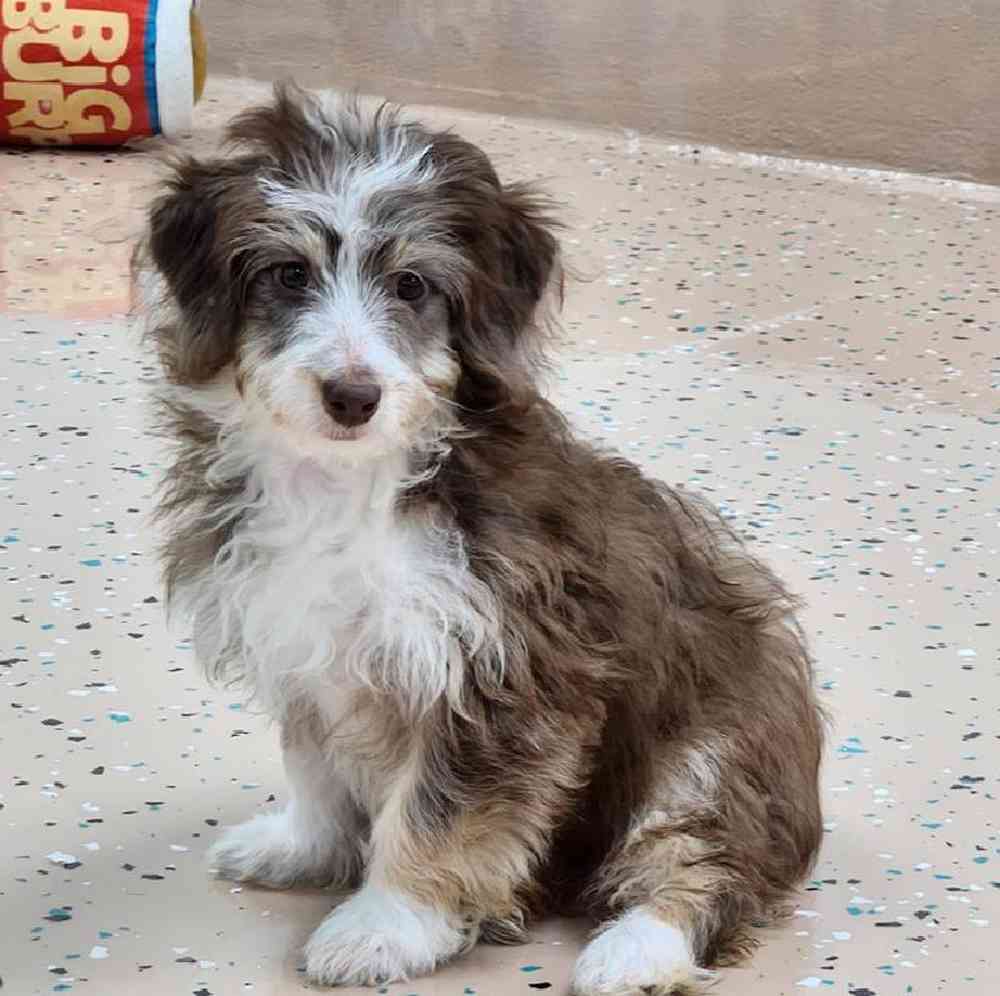 Female Mini Aussiedoodle Puppy for Sale in Virginia Beach, VA