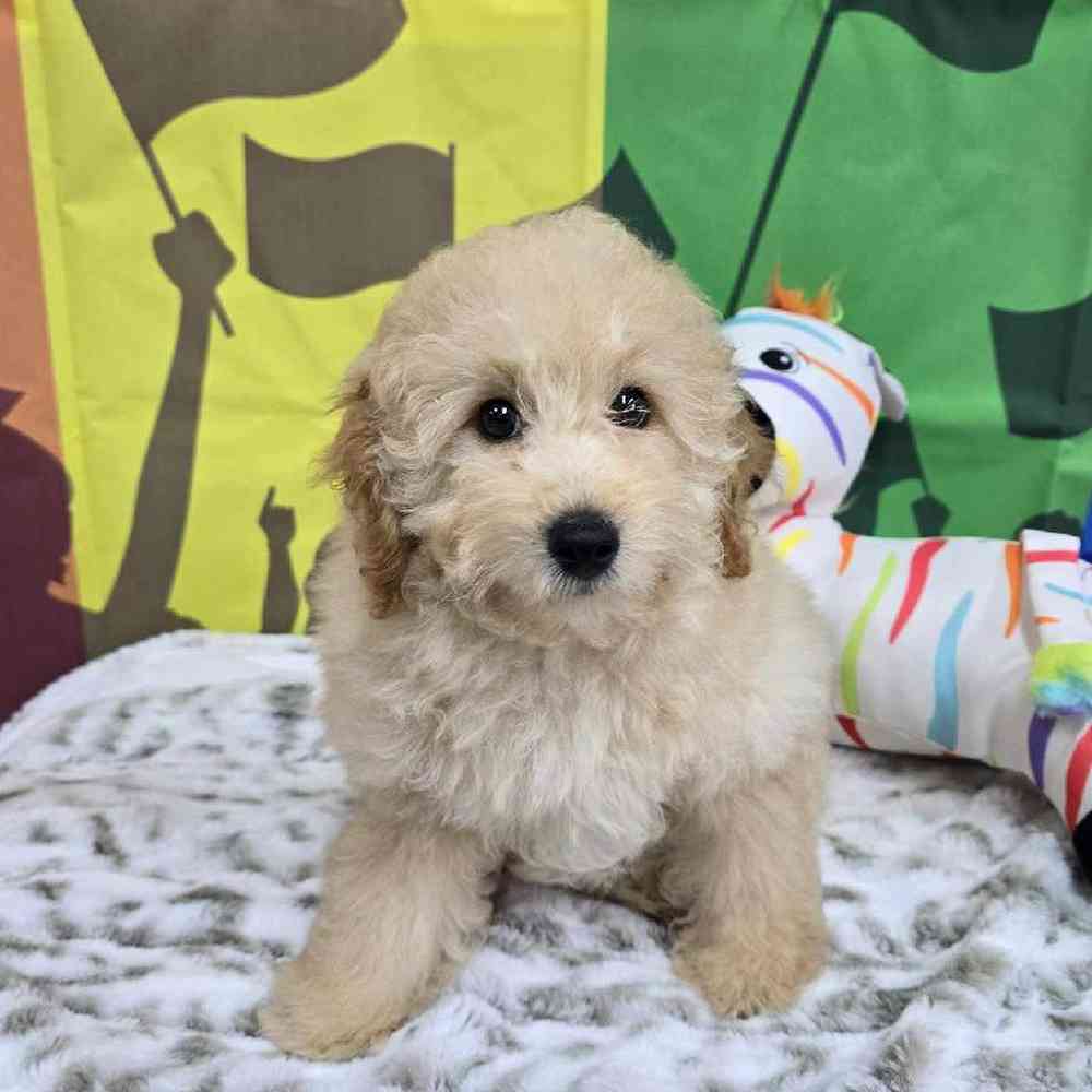 Male Mini Poodle Puppy for Sale in Virginia Beach, VA