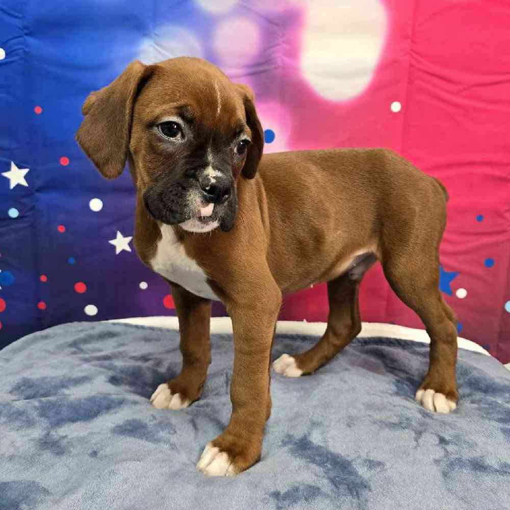Male Boxer Puppy for Sale in Virginia Beach, VA