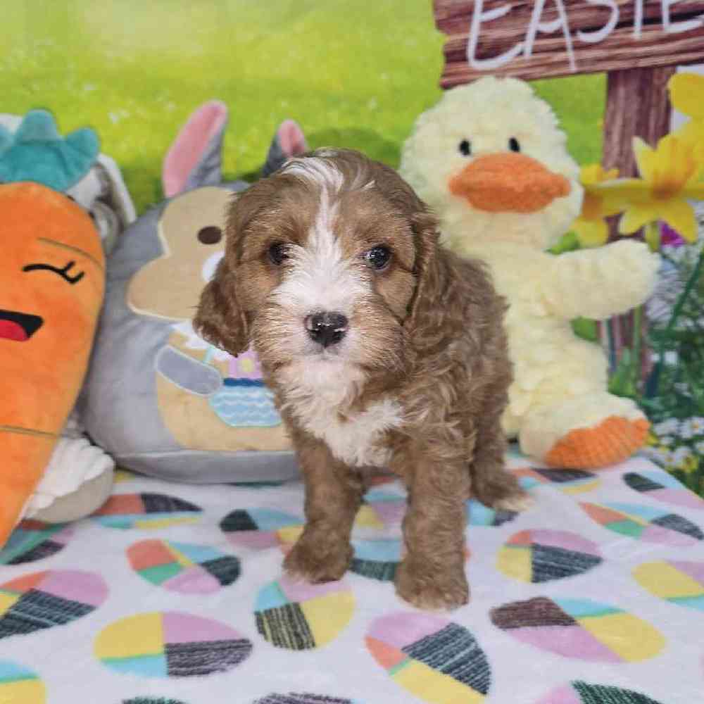 Male Cavapoo Puppy for Sale in Virginia Beach, VA