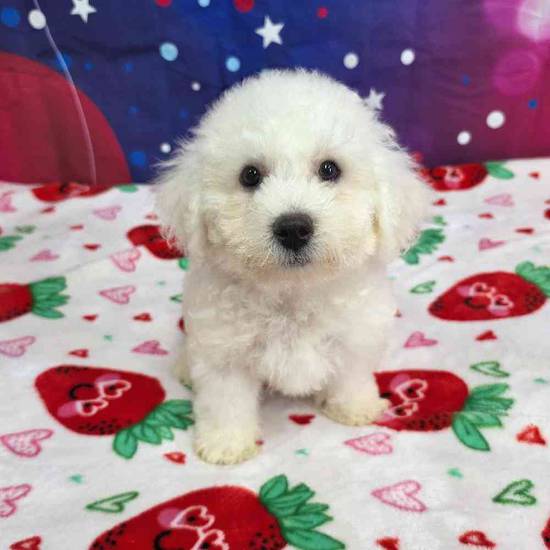 Bichon