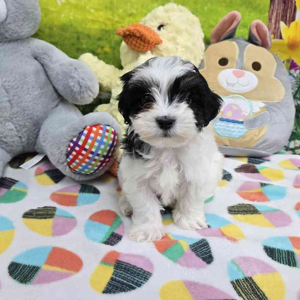 Female Coton De Tulear Puppy for Sale in Virginia Beach, VA