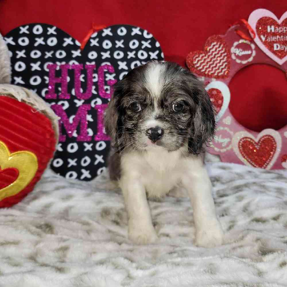 Female Cockapoo Puppy for Sale in Virginia Beach, VA