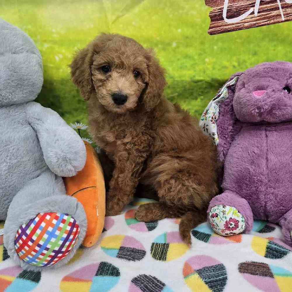 Female Mini Goldendoodle Puppy for Sale in Virginia Beach, VA