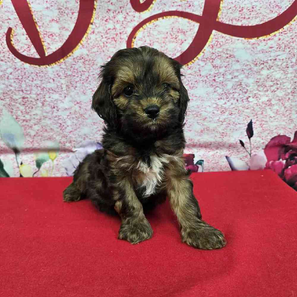 Male Cockapoo Puppy for Sale in Virginia Beach, VA