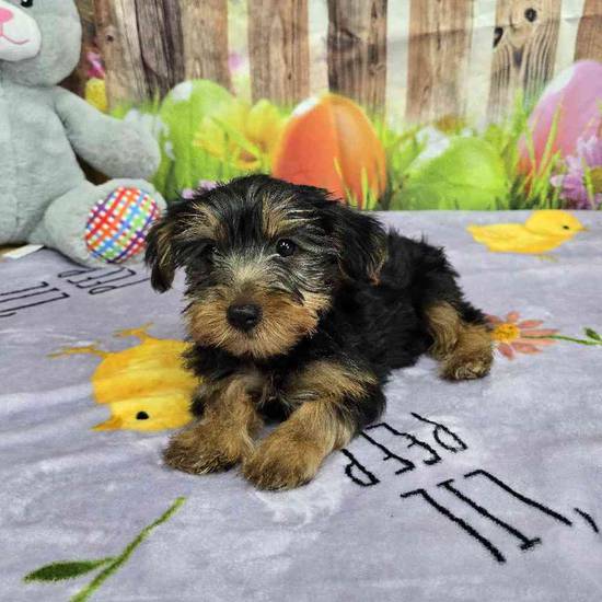 Yorkie