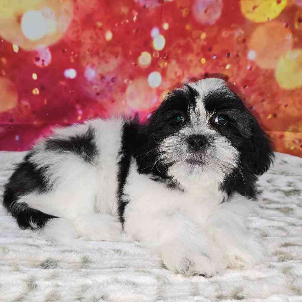 Male Malshi Puppy for Sale in Virginia Beach, VA