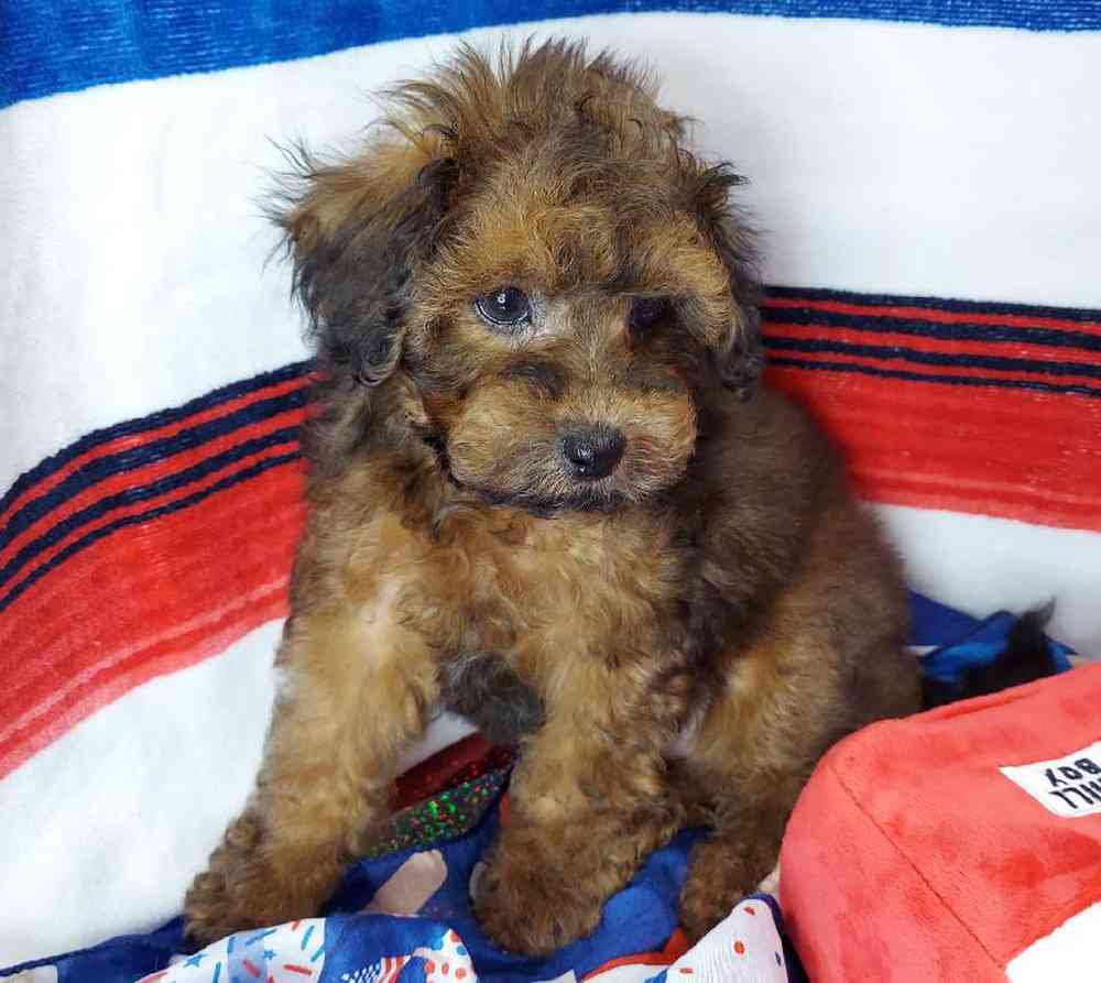 Male Maltipoo Puppy for sale