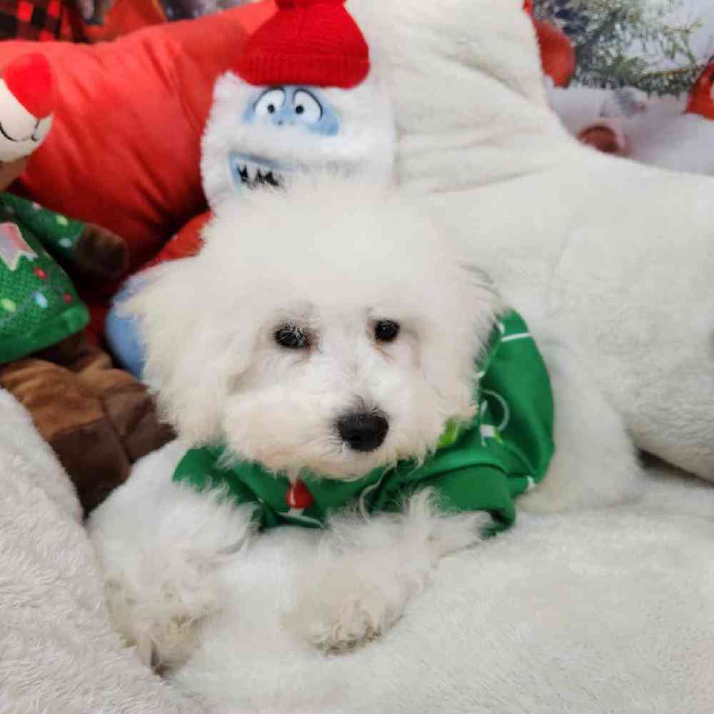 Male Bichon Puppy for Sale in Virginia Beach, VA