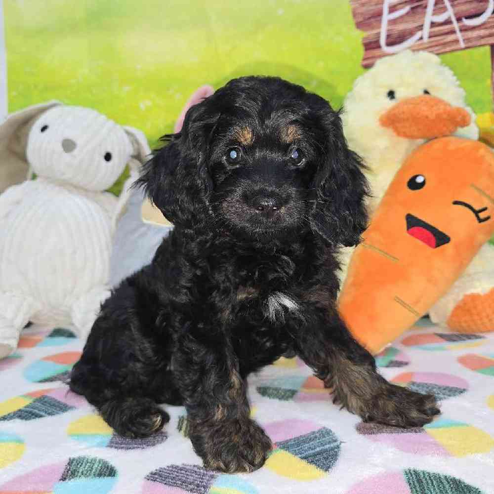 Female Cockapoo Puppy for Sale in Virginia Beach, VA