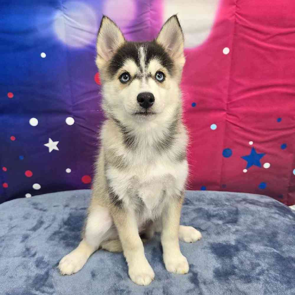 Female Pomsky Puppy for Sale in Virginia Beach, VA