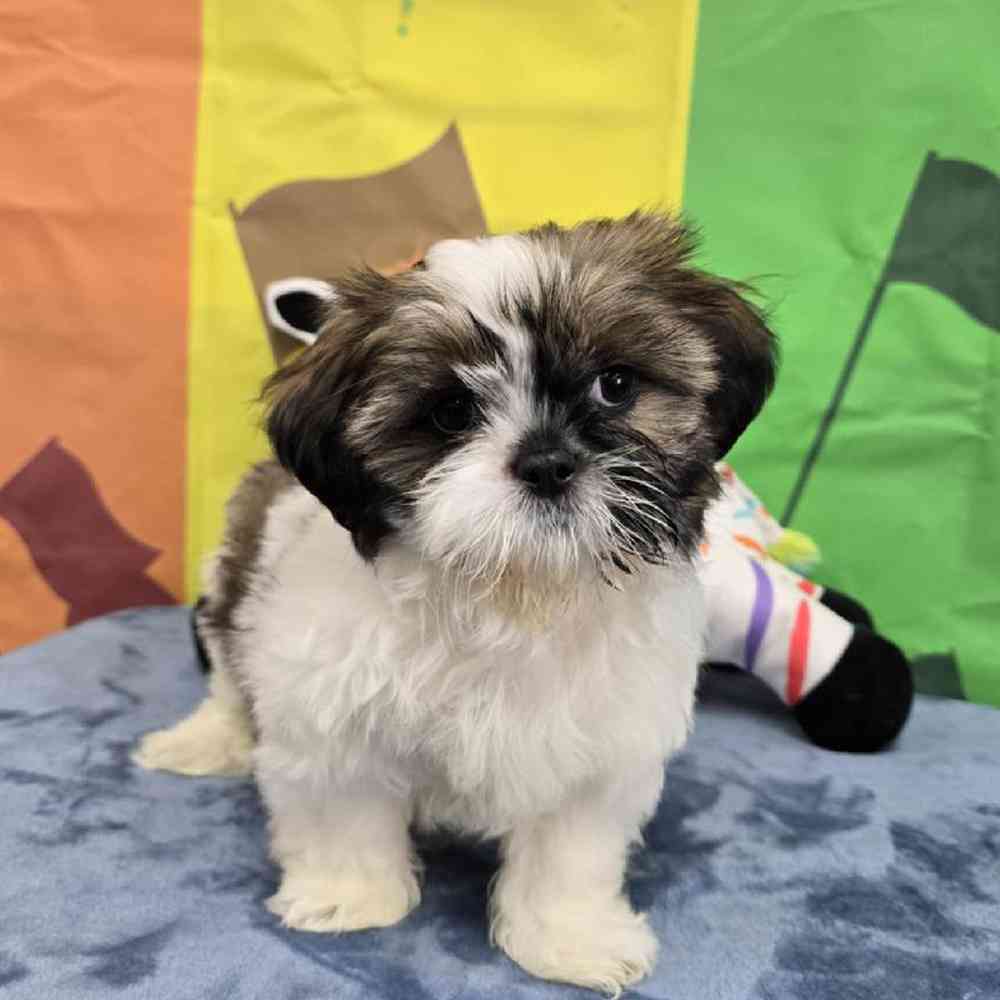 Male Shih Tzu Puppy for Sale in Virginia Beach, VA