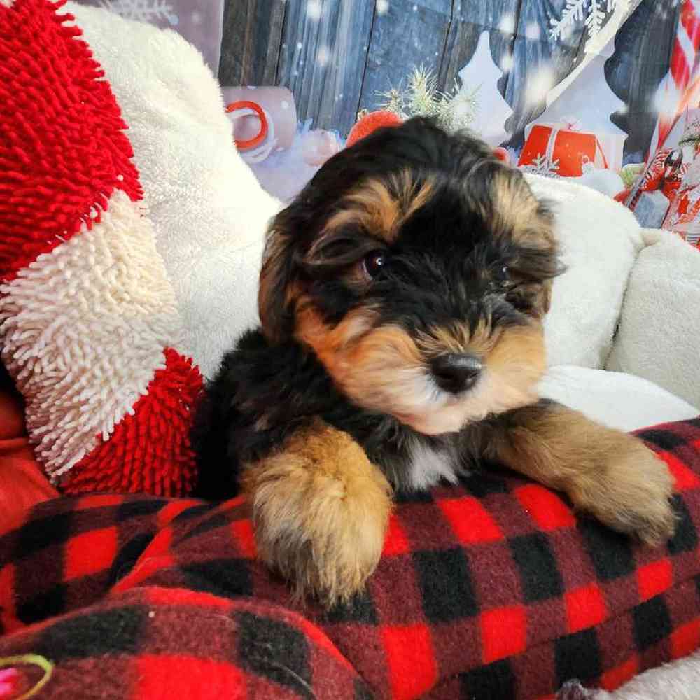 Male Morkie Puppy for Sale in Virginia Beach, VA