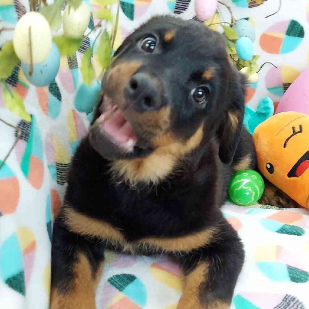 Female Rottweiler Puppy for sale