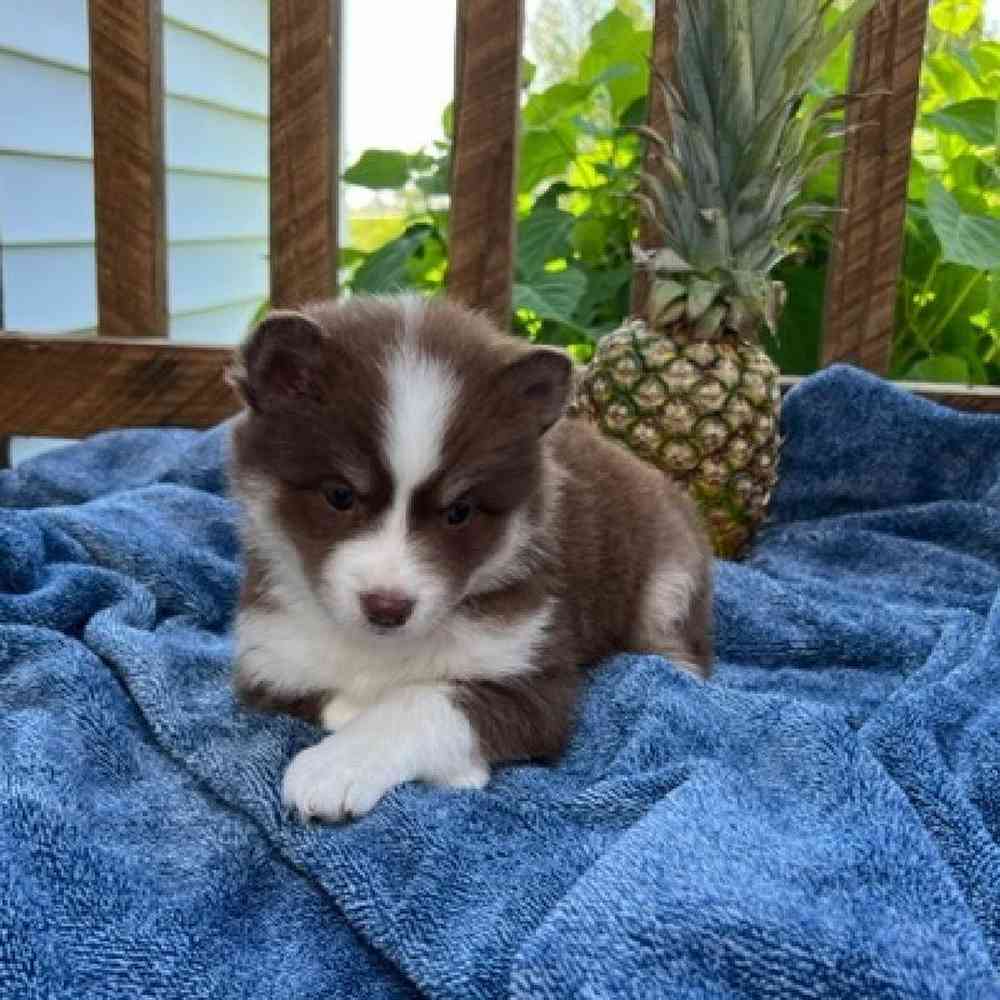 Female Pomsky Puppy for Sale in Virginia Beach, VA