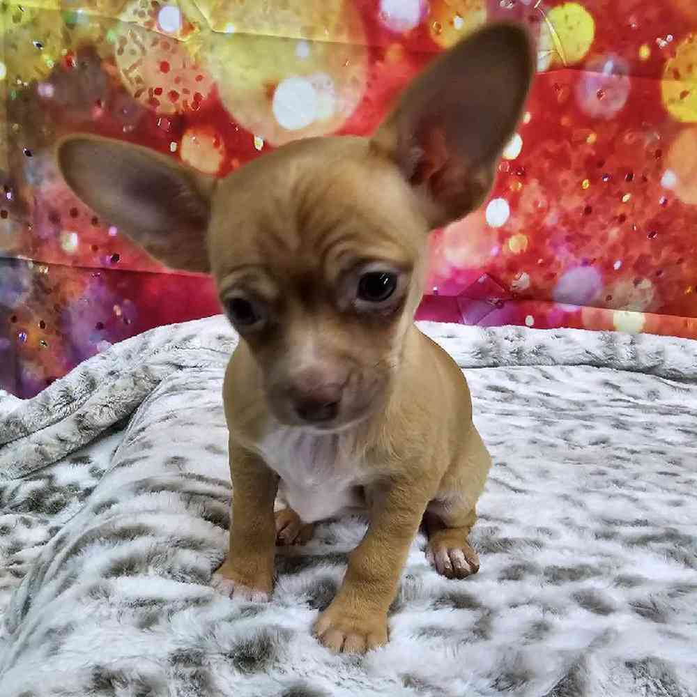 Female Chihuahua Puppy for Sale in Virginia Beach, VA