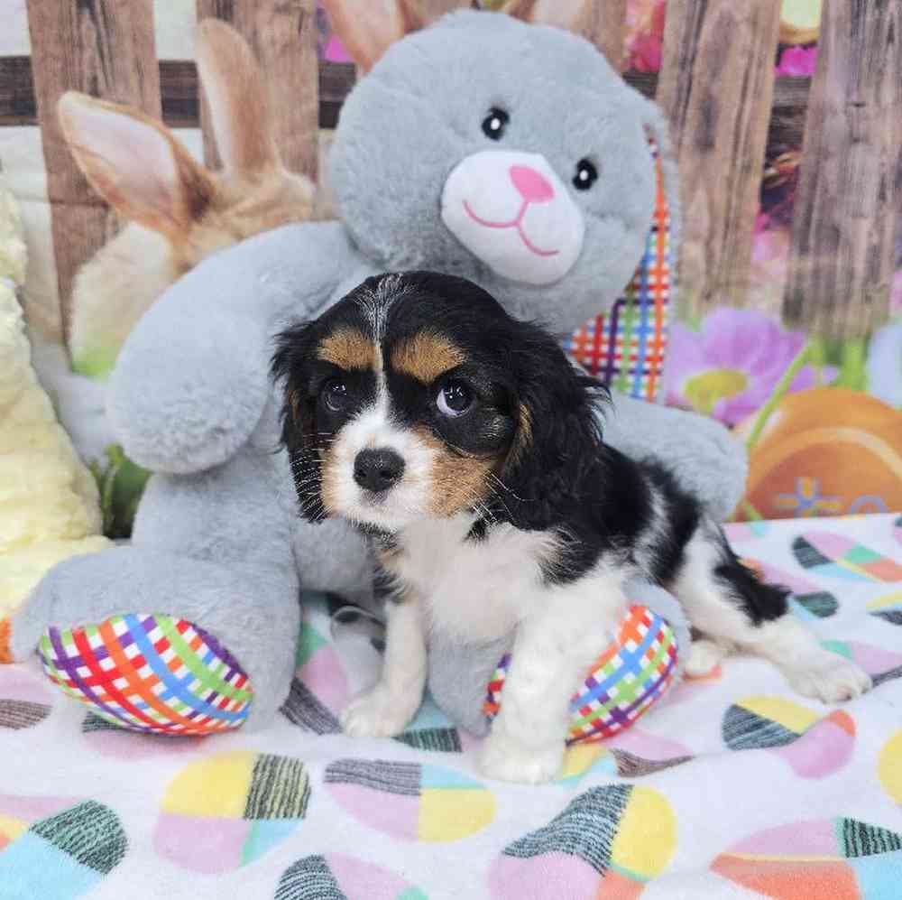 Female Cavalier King Charles Spaniel Puppy for Sale in Virginia Beach, VA