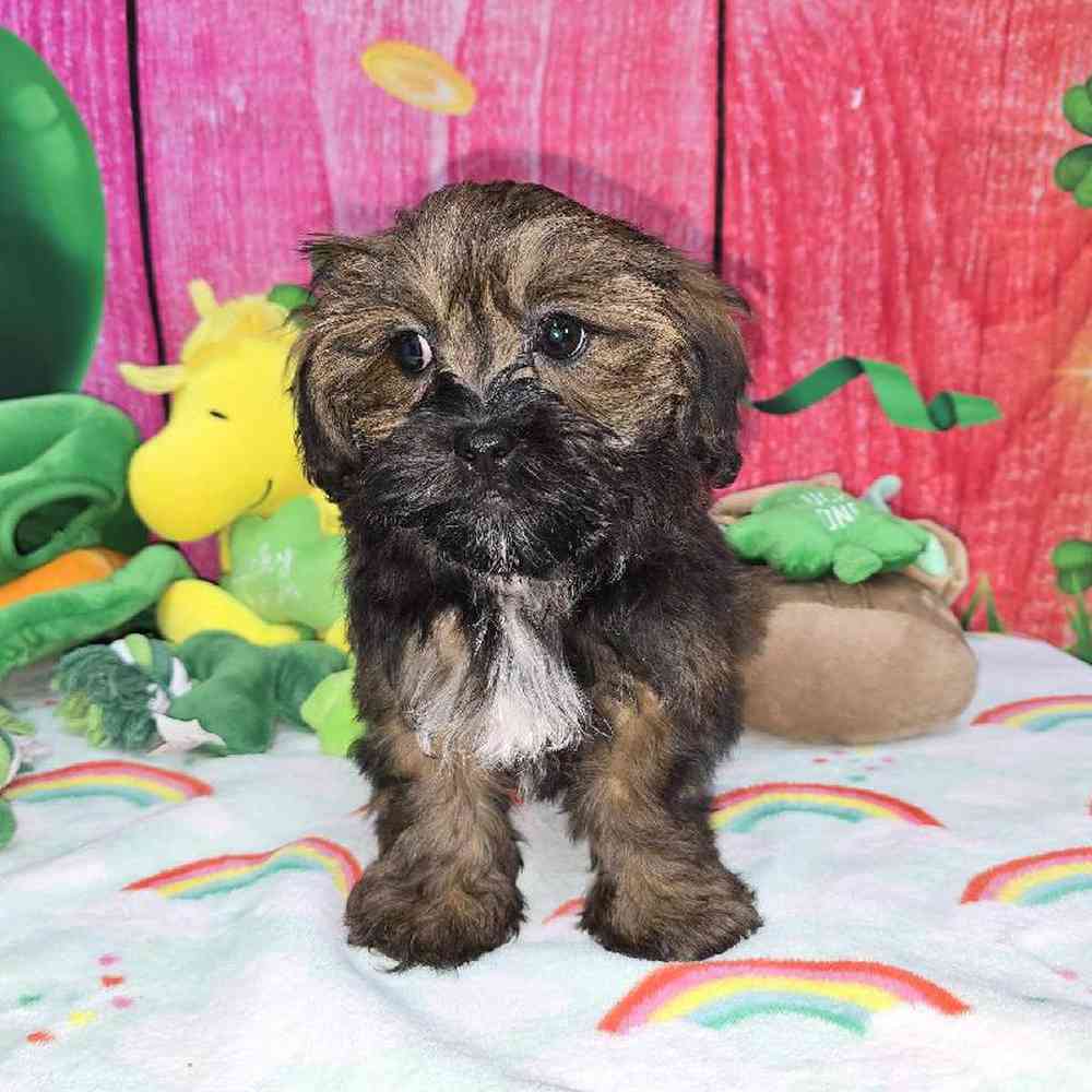 Female Shipoo Puppy for Sale in Virginia Beach, VA