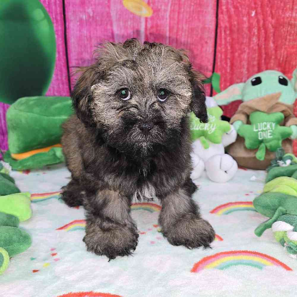 Male Shipoo Puppy for Sale in Virginia Beach, VA