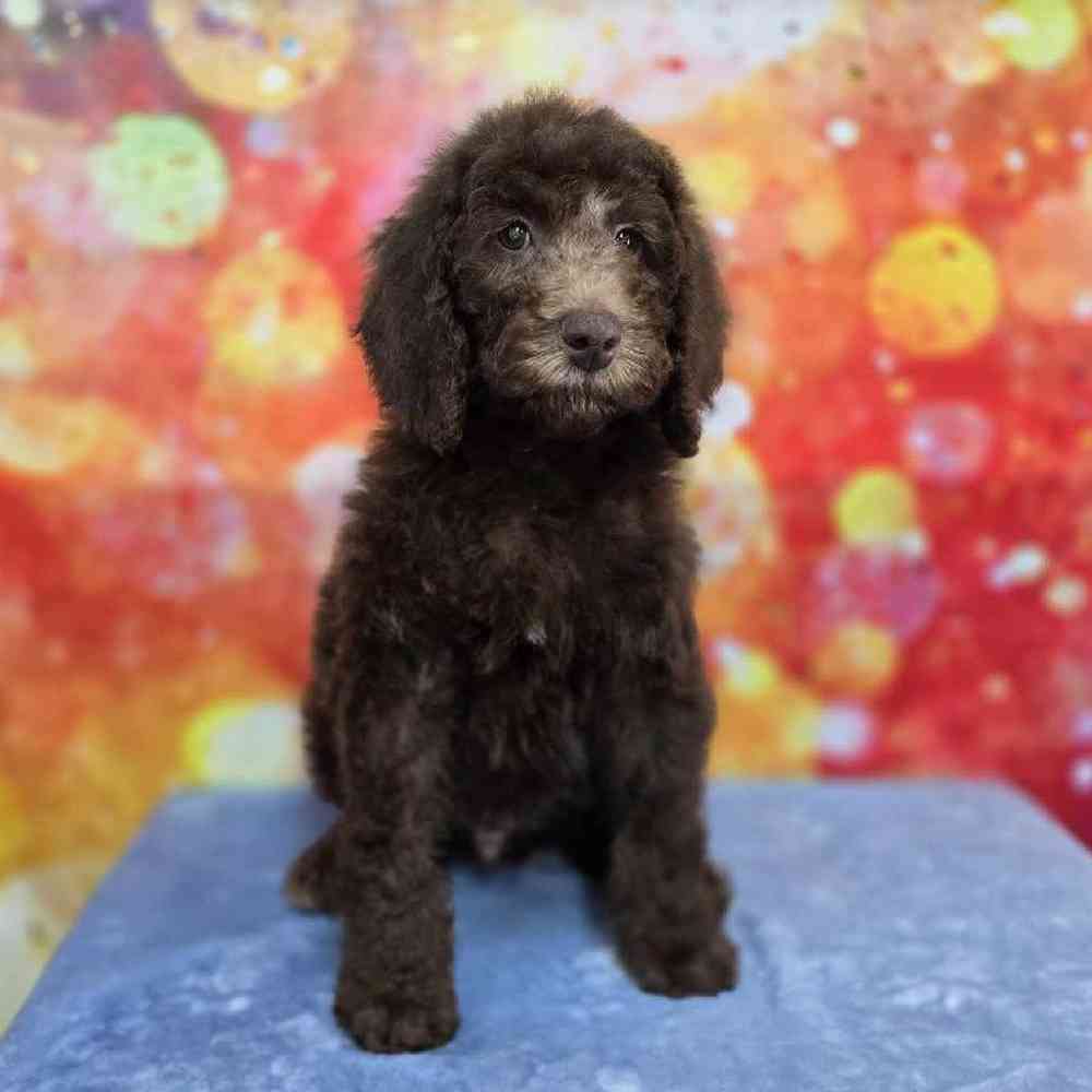 Male Standard Poodle Puppy for Sale in Virginia Beach, VA