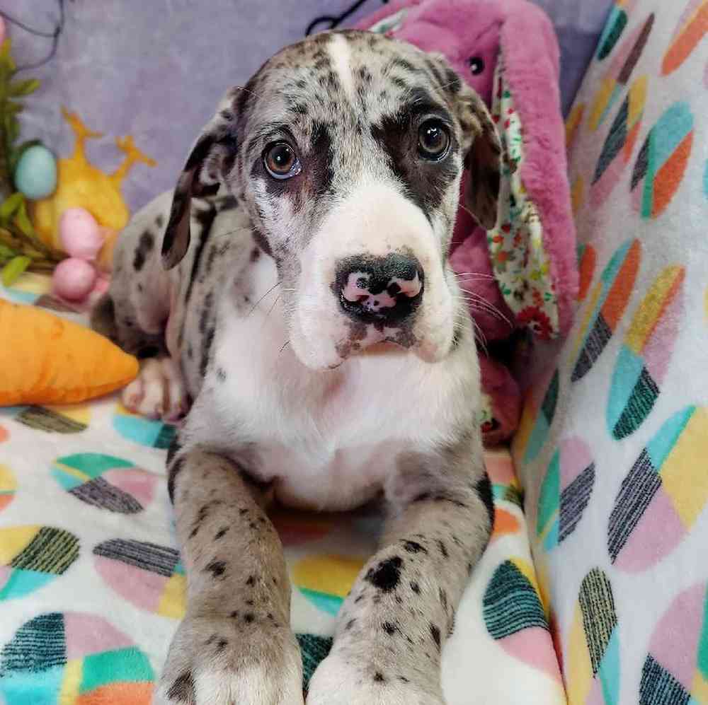 Male Great Dane Puppy for sale