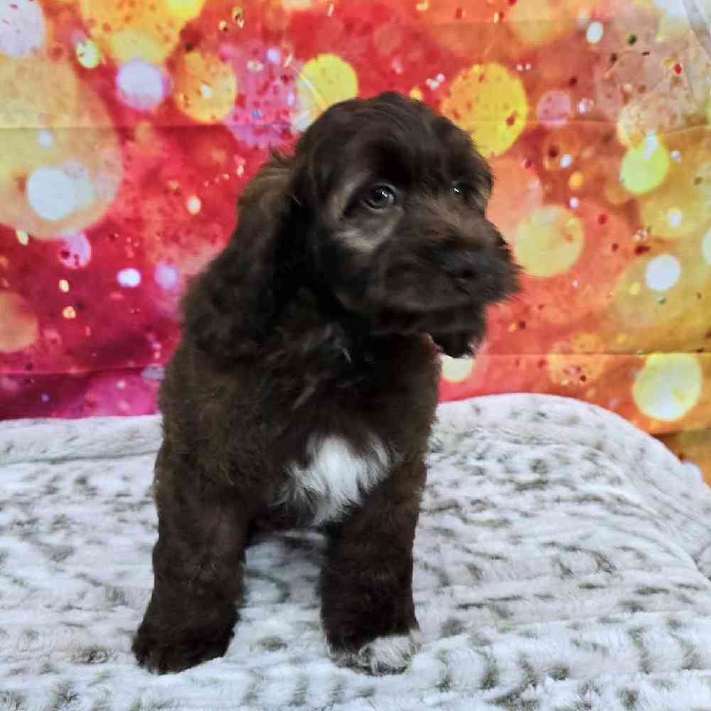 Female Cockapoo Puppy for Sale in Virginia Beach, VA