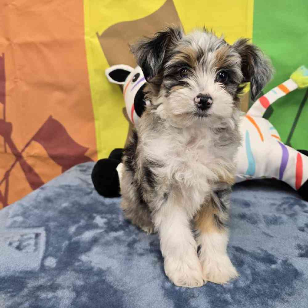 Female Mini Aussie Puppy for Sale in Virginia Beach, VA