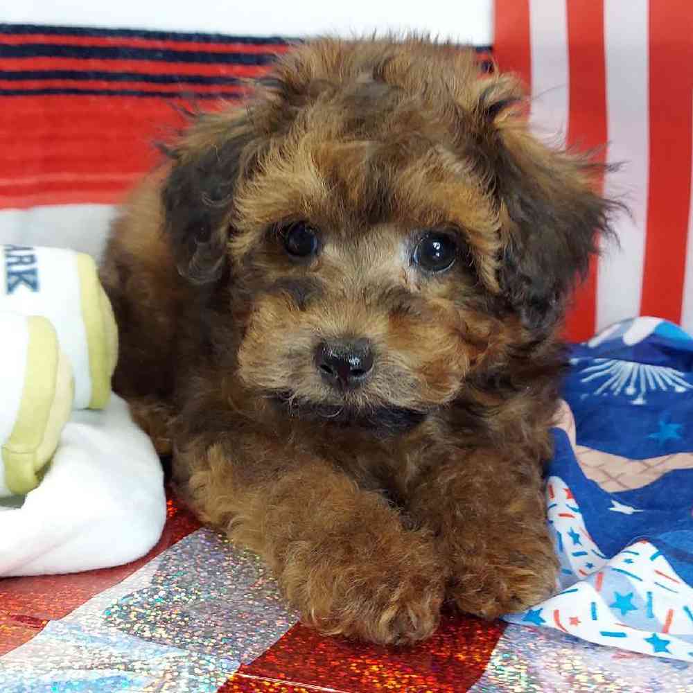 Male Maltipoo Puppy for sale