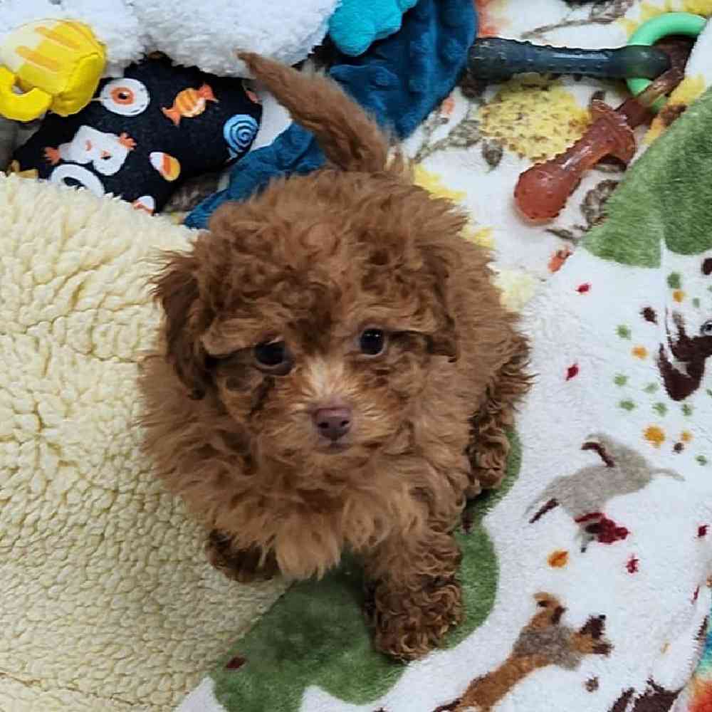 Female Maltipoo Puppy for Sale in Virginia Beach, VA