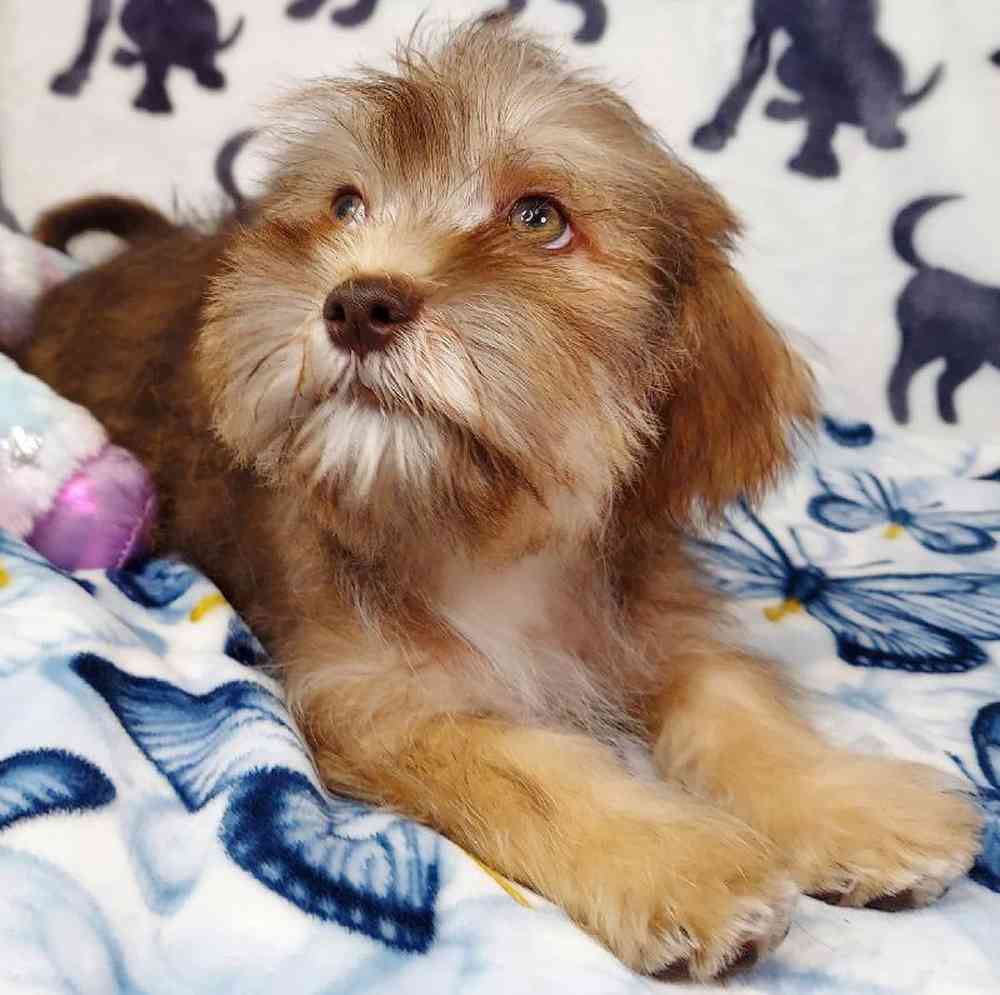 Male Shih Tzu/ Mini Schnauzer Puppy for sale