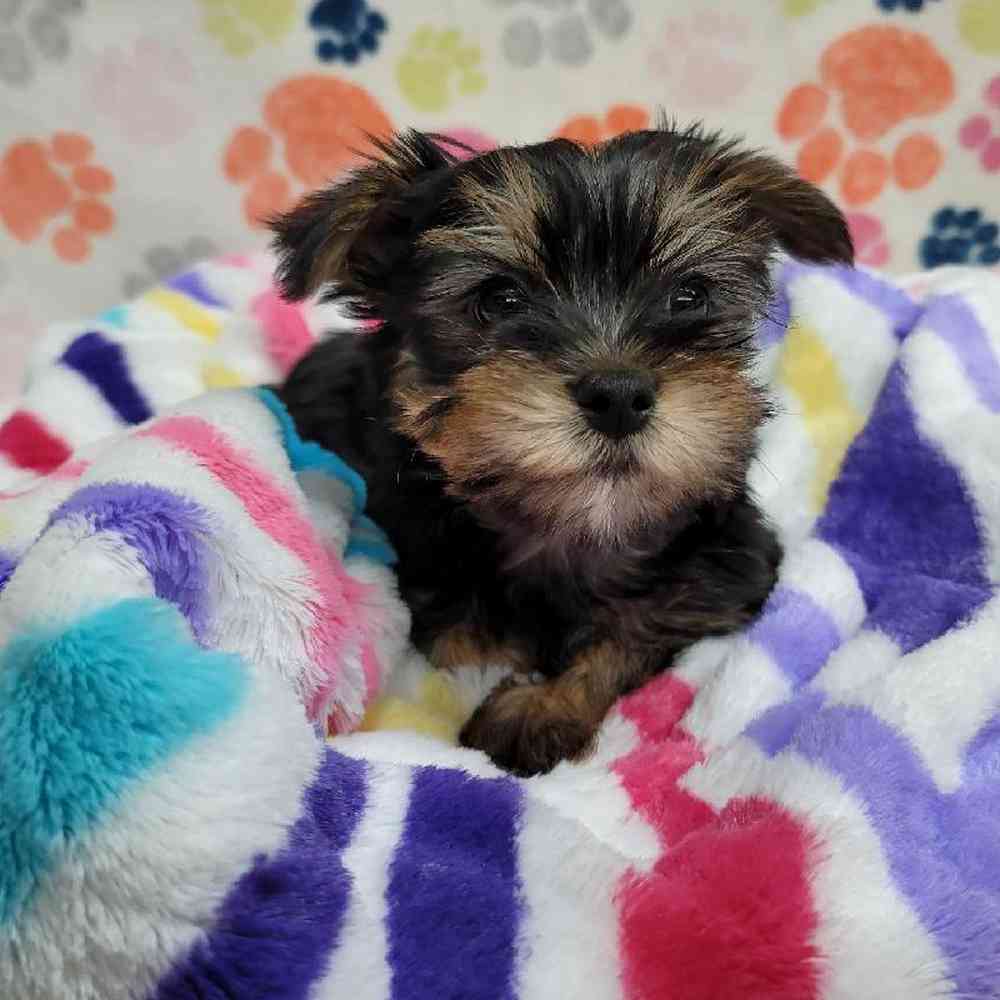 Male Morkie Puppy for Sale in Virginia Beach, VA