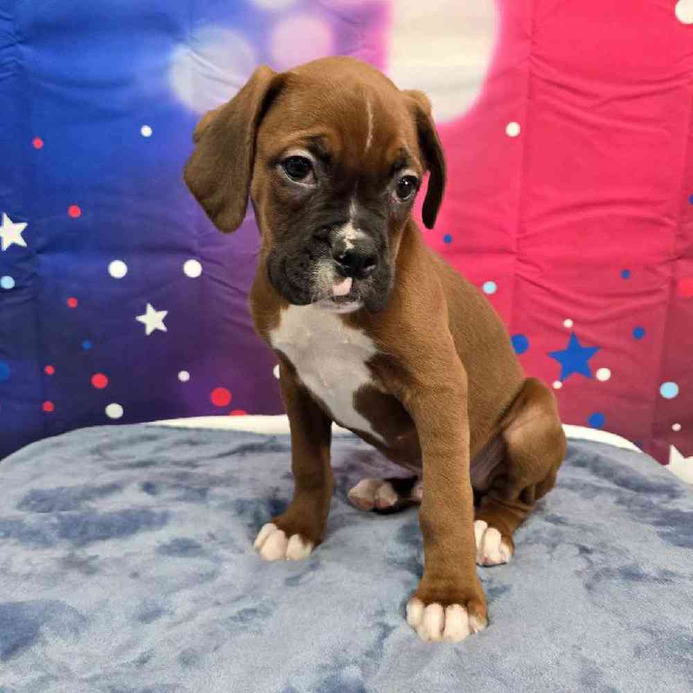 Male Boxer Puppy for Sale in Virginia Beach, VA