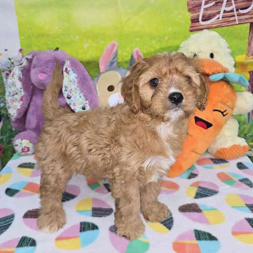 Female Cavapoo Puppy for Sale in Virginia Beach, VA