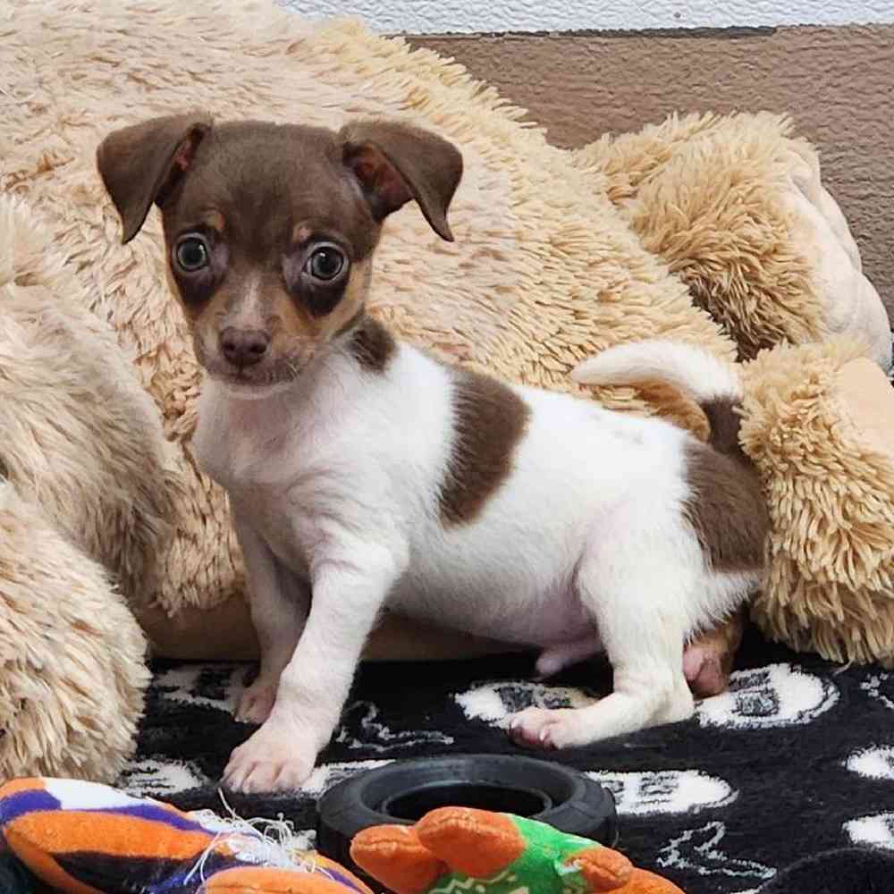 Male Rat-Chi Puppy for Sale in Virginia Beach, VA