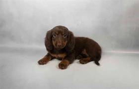 Dachshund