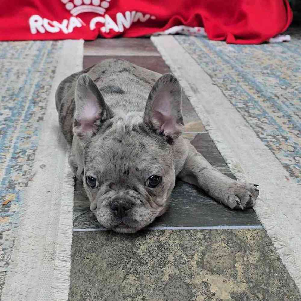 Male French Bulldog Puppy for Sale in Virginia Beach, VA