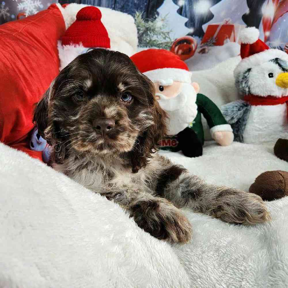Male Cocker Spaniel Puppy for Sale in Virginia Beach, VA