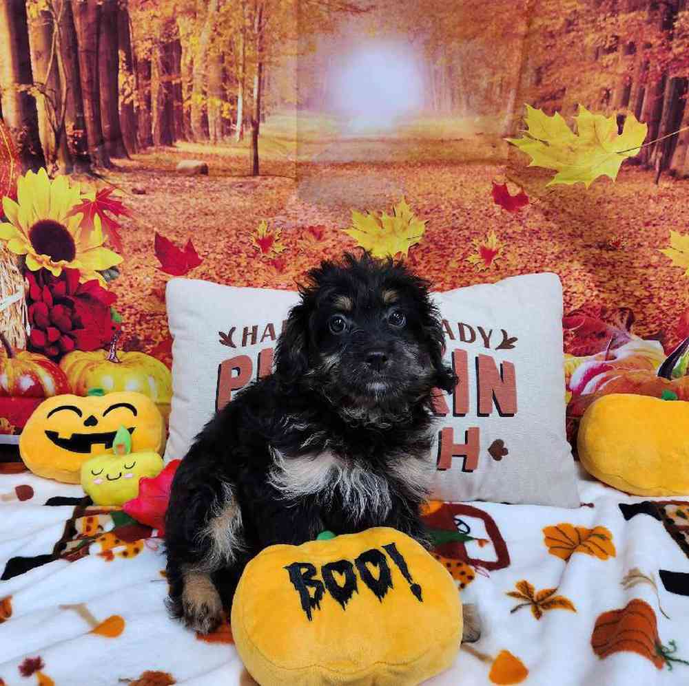 Male Mini Bernadoodle Puppy for Sale in Virginia Beach, VA