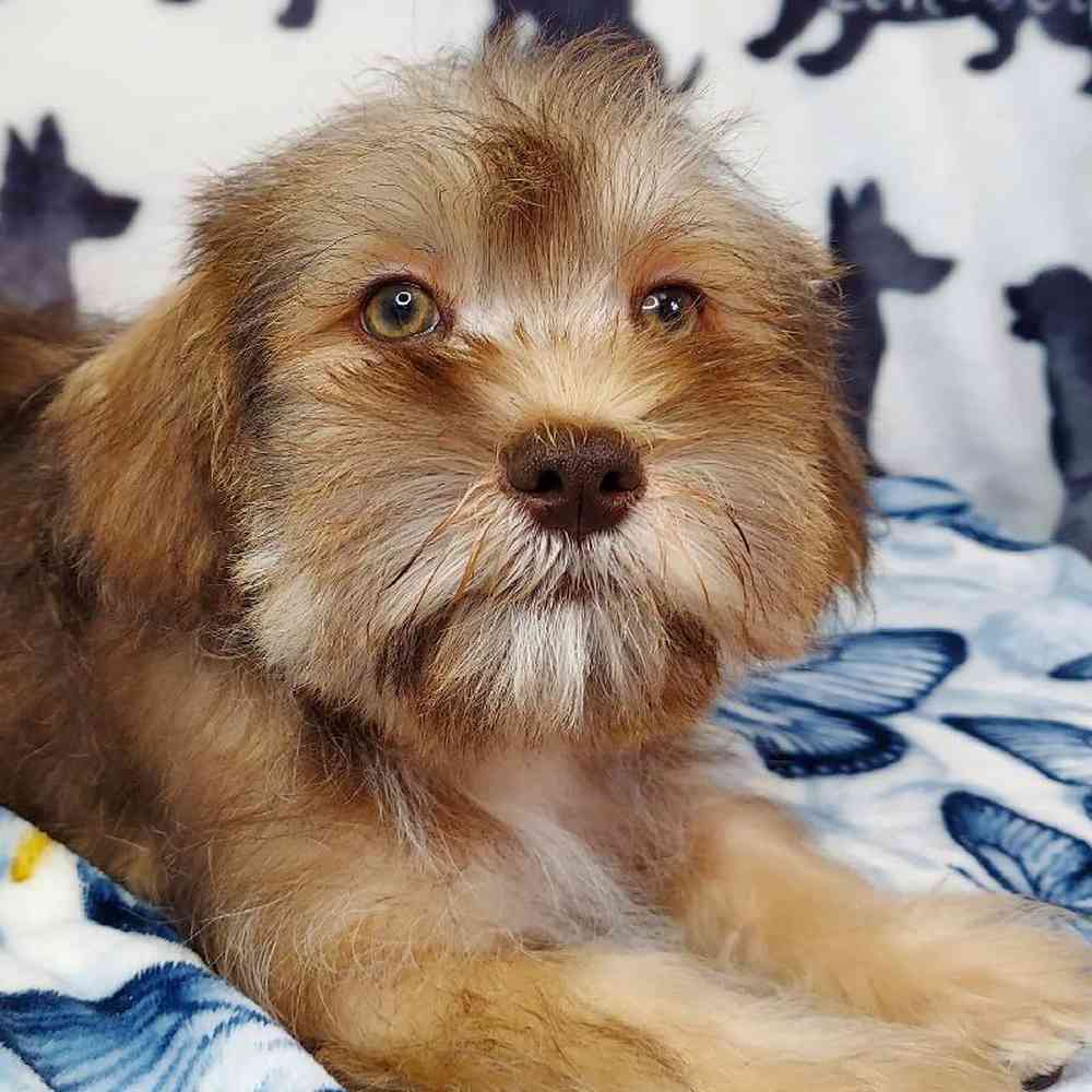 Male Shih Tzu/ Mini Schnauzer Puppy for sale