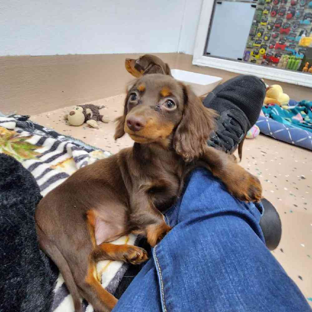Female Dachshund Puppy for Sale in Virginia Beach, VA