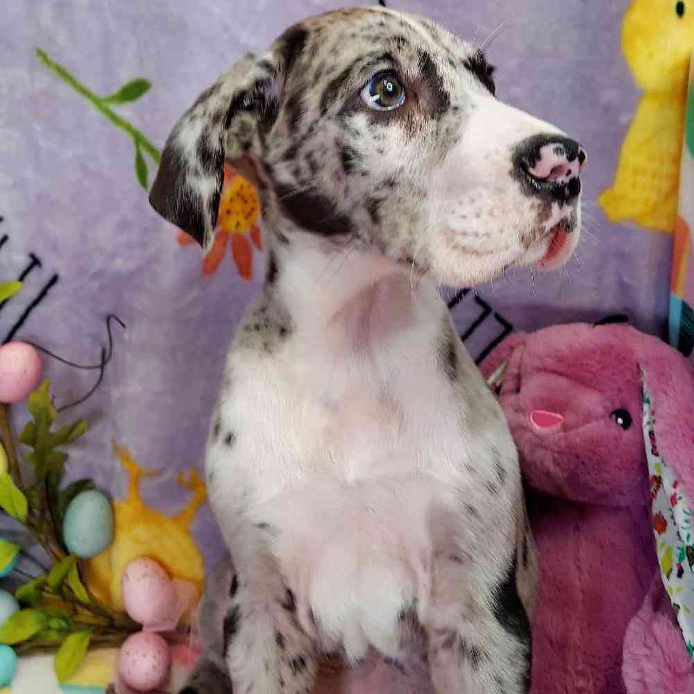 Male Great Dane Puppy for sale