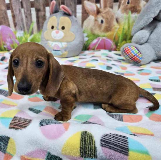Dachshund