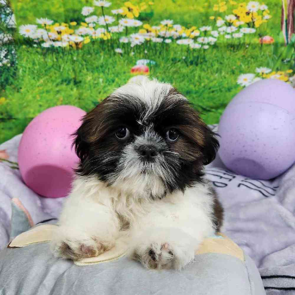 Male Shih Tzu Puppy for Sale in Virginia Beach, VA