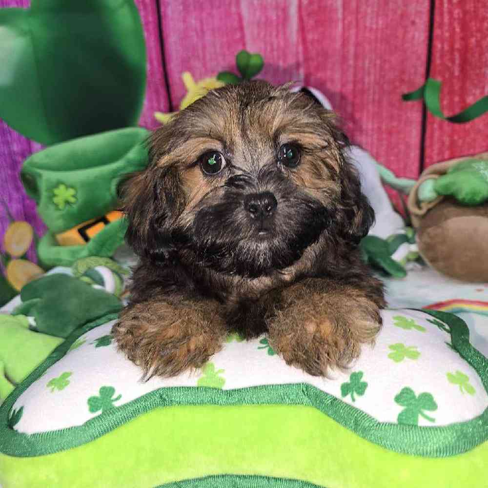 Female Shipoo Puppy for Sale in Virginia Beach, VA