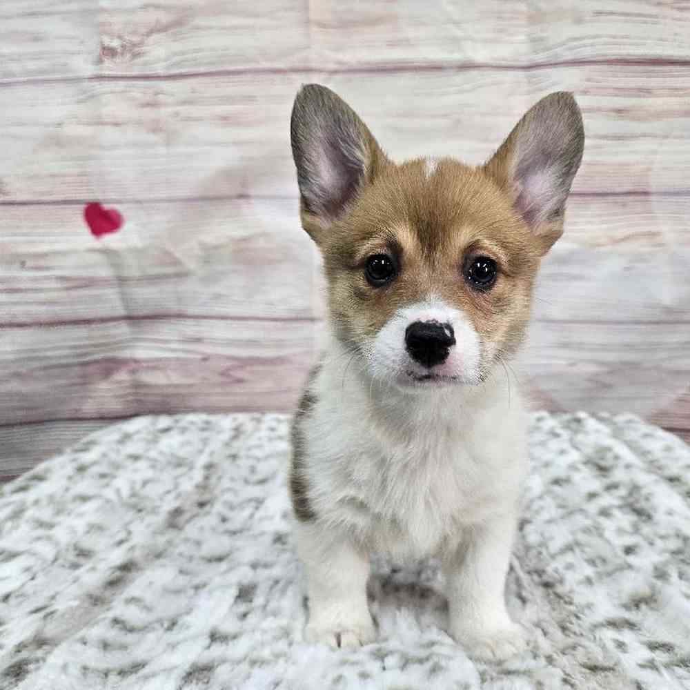 Female Pembroke Welsh Corgi Puppy for Sale in Virginia Beach, VA