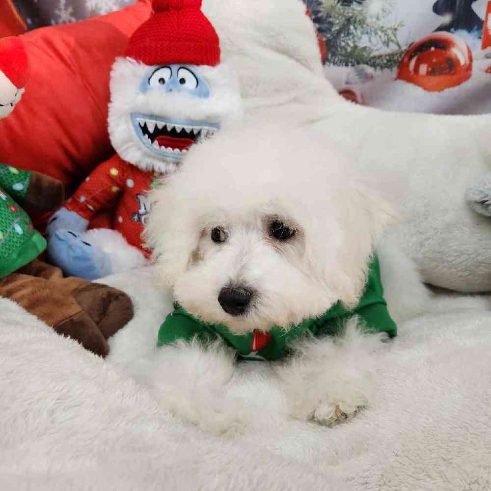Male Bichon Puppy for Sale in Virginia Beach, VA