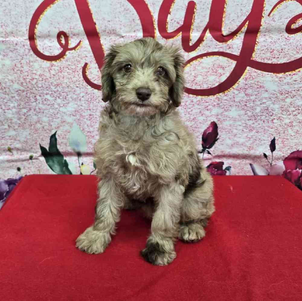 Female Havapoo Puppy for Sale in Virginia Beach, VA