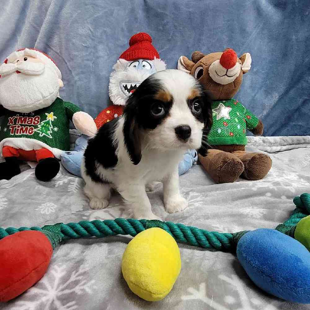 Male Cavalier King Charles Spaniel Puppy for Sale in Virginia Beach, VA