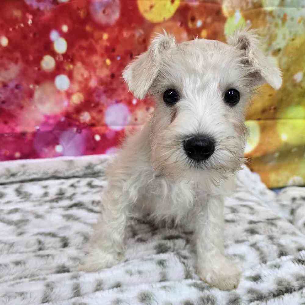 Male Mini Schnauzer Puppy for Sale in Virginia Beach, VA